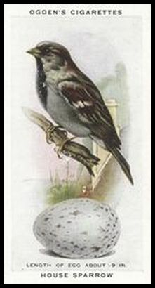 38 House Sparrow